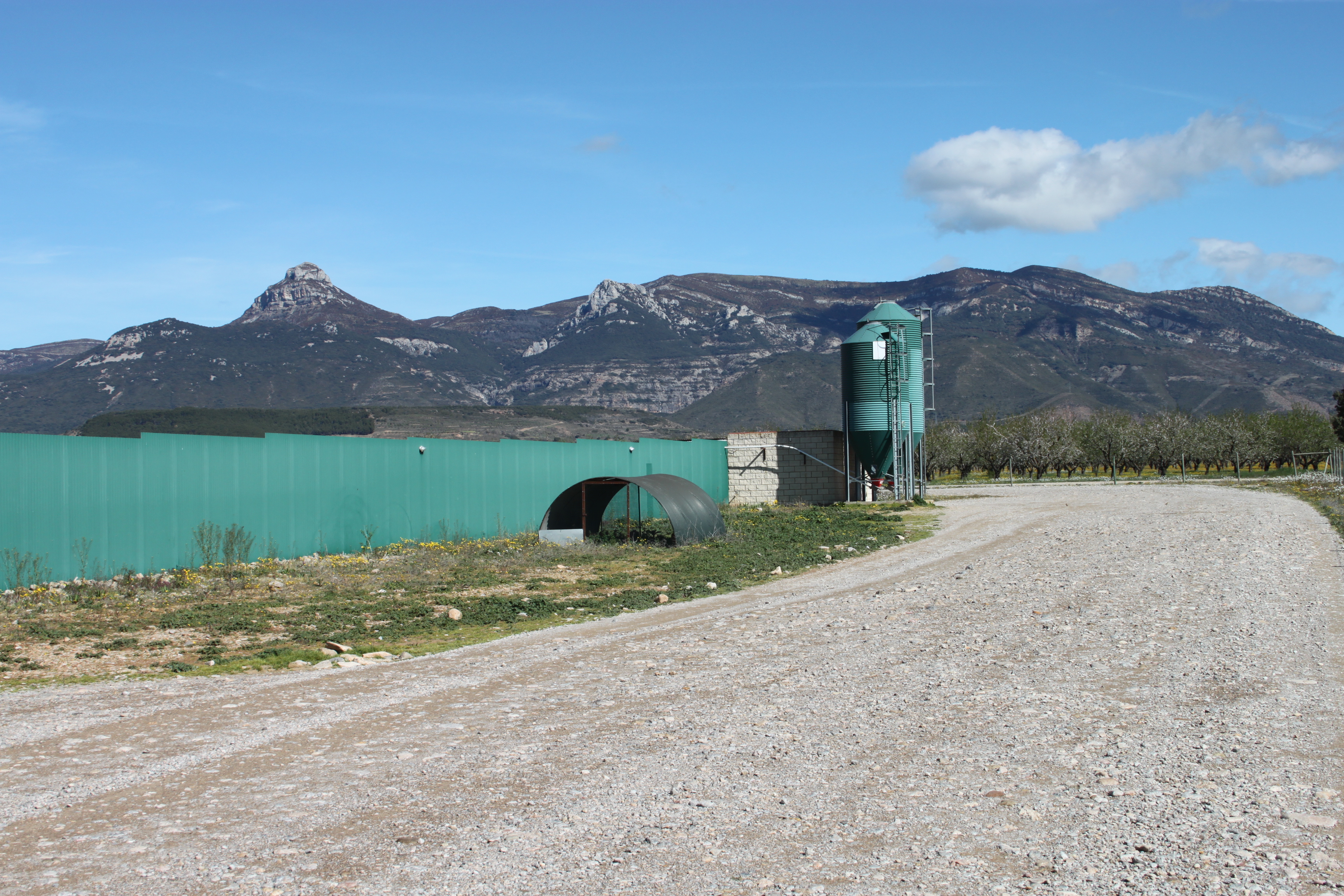 Chicks In Spain St David s Game Bird Services